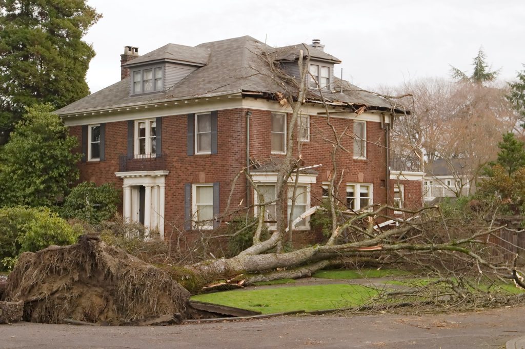 fallen tree removal near upper east side manhattan