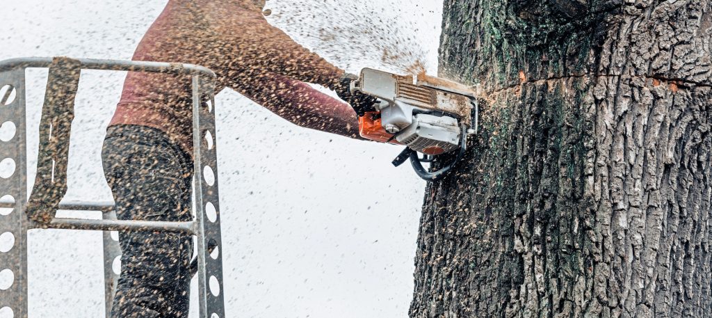 nyc tree removal tips